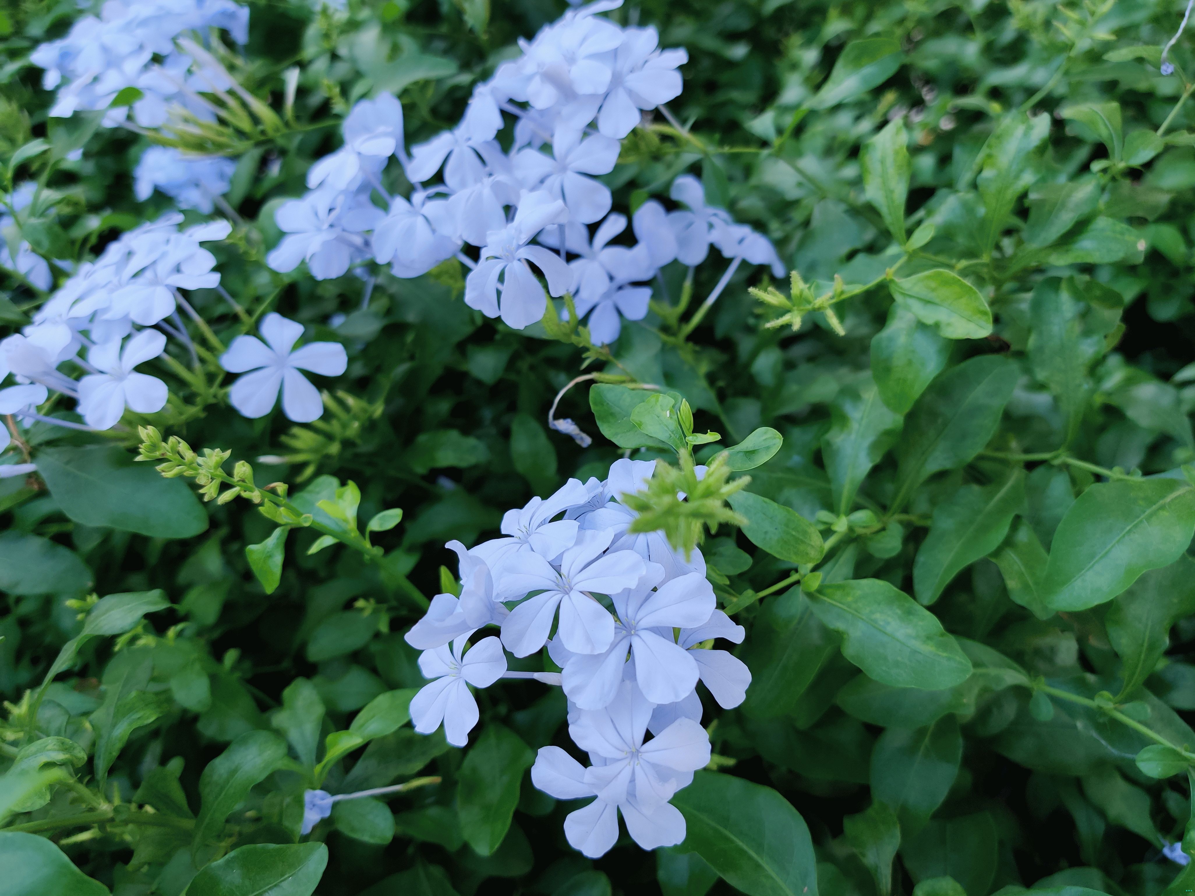 OnePlus 7T uzorak za kameru