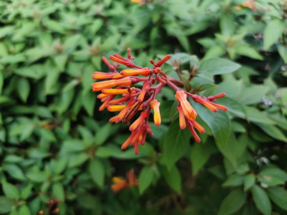 OnePlus 7T uzorak kamere 5