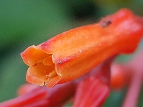 OnePlus 7T uzorak kamere makro 5b