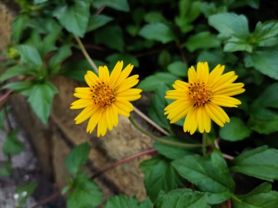 OnePlus 7T uzorak kamere 4