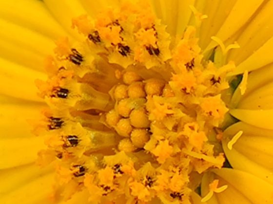 OnePlus 7T uzorak kamere 4a