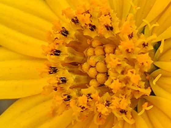 OnePlus 7T uzorak kamere 4b