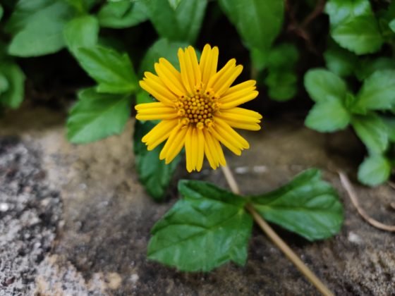 OnePlus 7T uzorak kamere 3