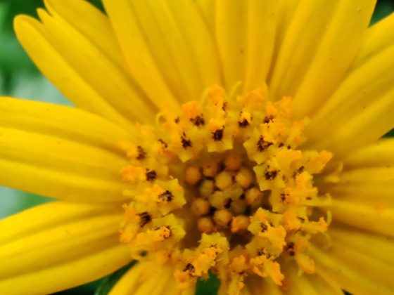 OnePlus 7T uzorak kamere makronaredbe 3b