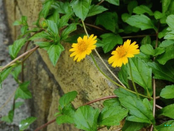 OnePlus 7T fotoaparat uzorak portretnog načina 3