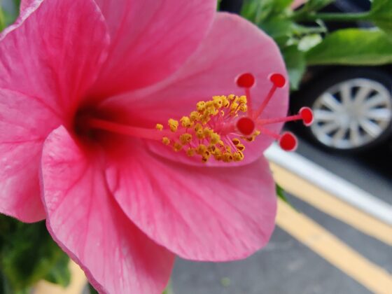 Macro OnePlus 8T Pro  